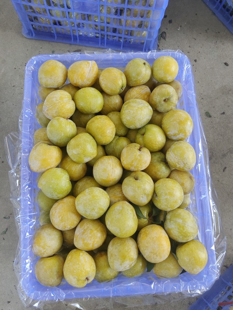 产地万亩黄金奈李种植基地，市场，平台全部安排