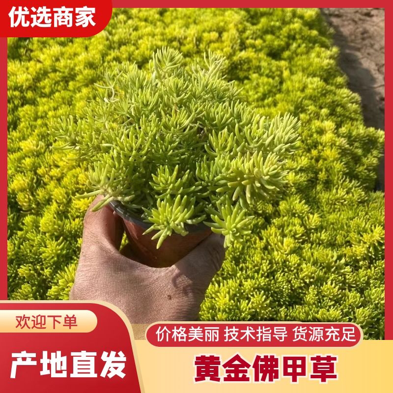 【精选】黄金佛甲草苗圃直发量大从优一条龙服务