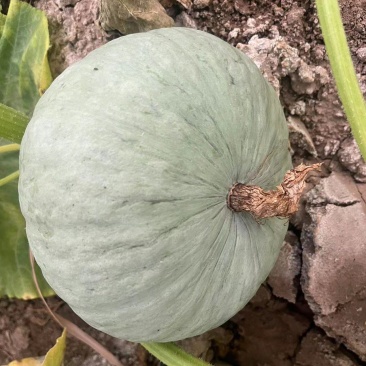 新疆银栗南瓜