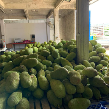 海南三亚保亭菠萝蜜大果中果小果采摘批发零售