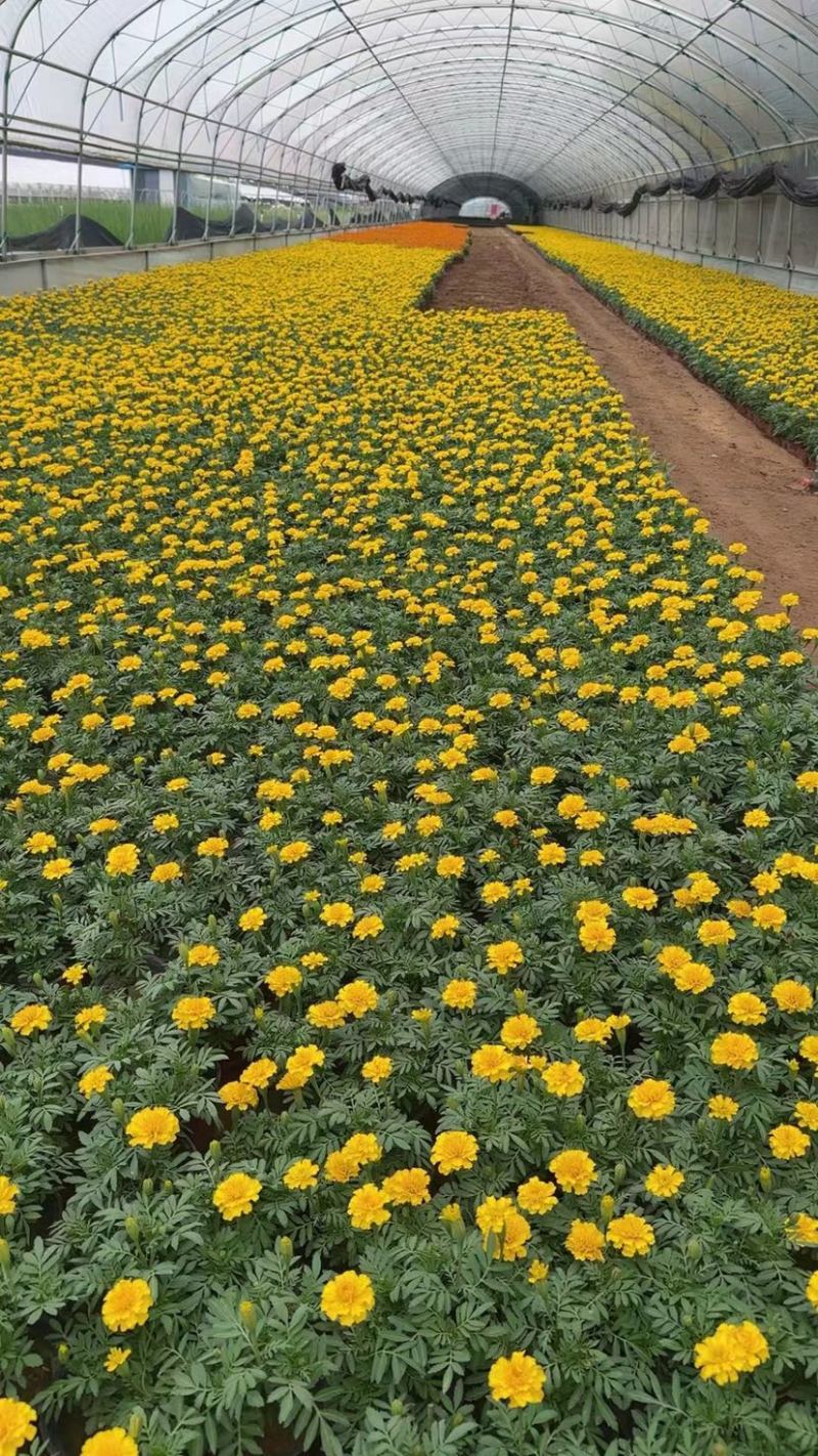 孔雀草当年生时令草花，橘红色黄色两色，花多色艳