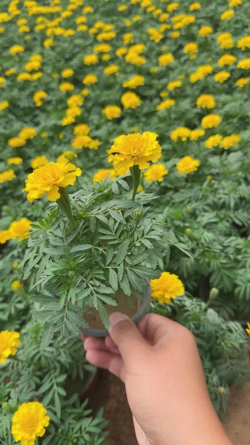 孔雀草当年生时令草花，橘红色黄色两色，花多色艳