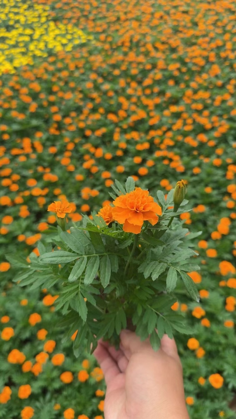 孔雀草当年生时令草花，橘红色黄色两色，花多色艳