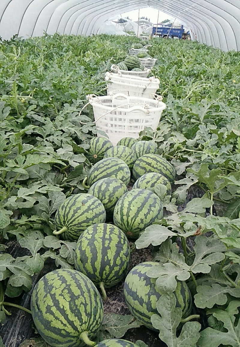 甘美4k大量现货一手货源保质保量专业对接市场电商