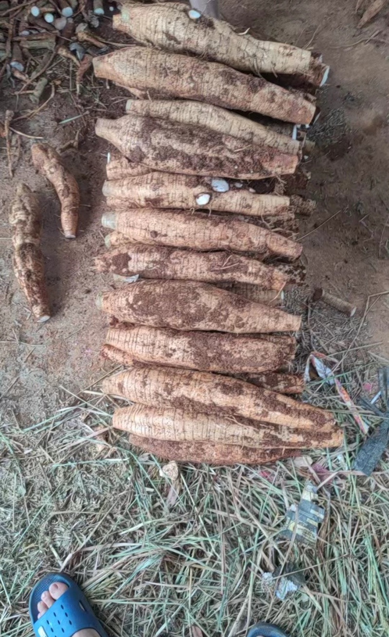 桂林黄泥葛根粉葛鲜货大量现货供应现挖现发