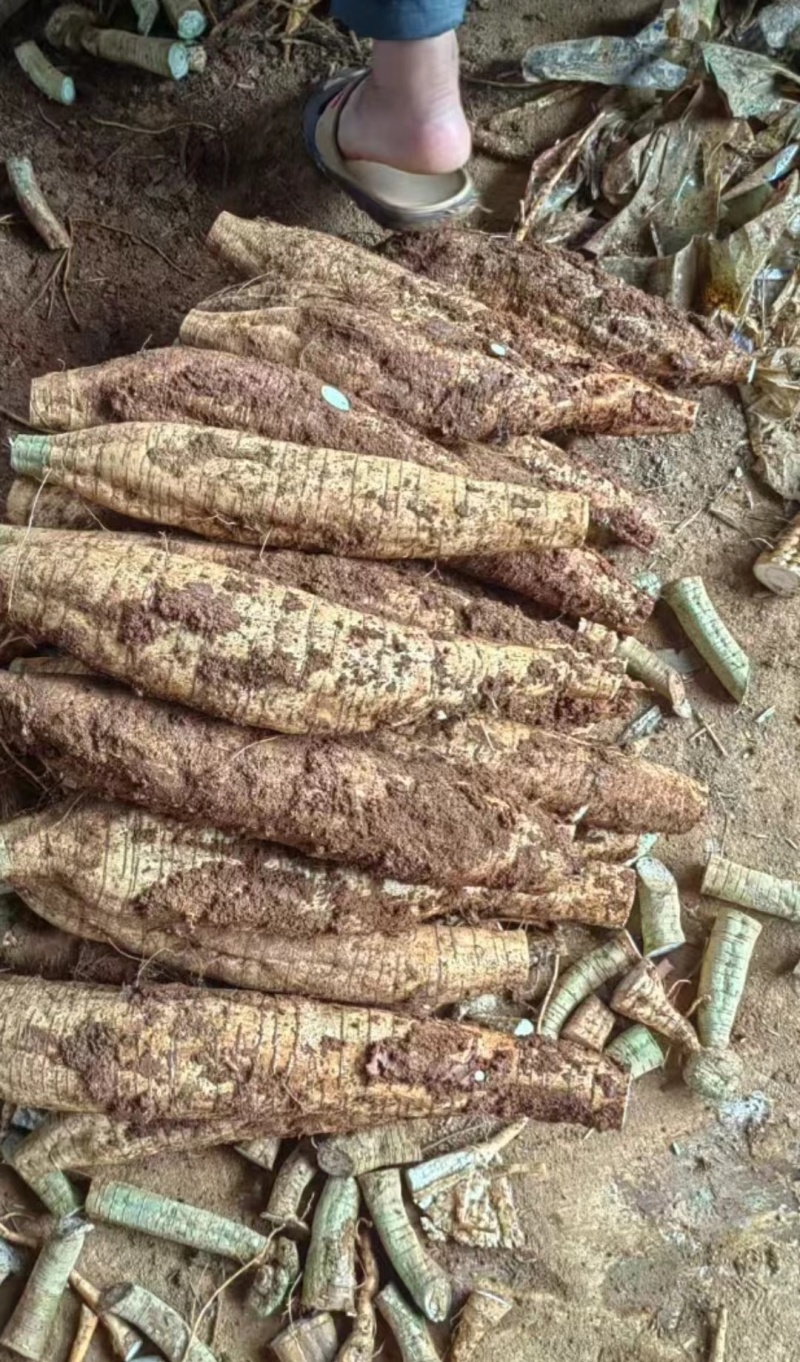 桂林黄泥葛根粉葛鲜货大量现货供应现挖现发