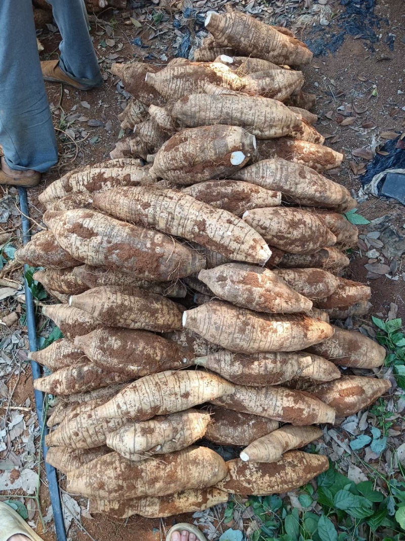 桂林黄泥葛根粉葛鲜货大量现货供应现挖现发