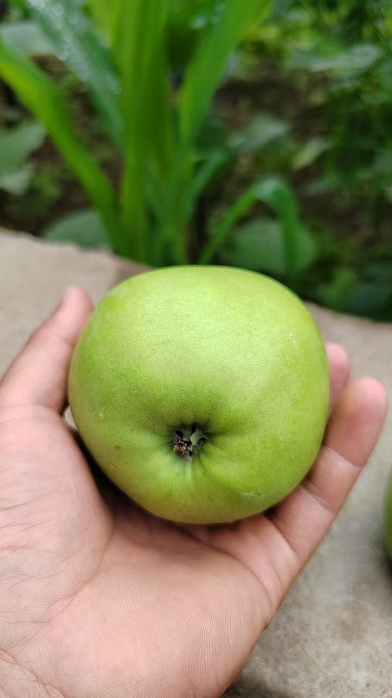 【热卖】汉源青苹果产地直发一手货源量大从优