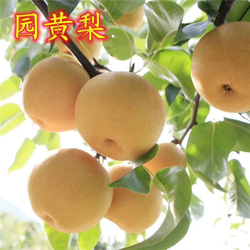 精品园黄梨，产地直发，全国供货，保质保量，可视频看货