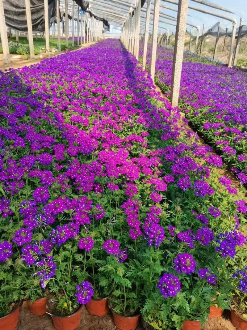 美女樱多年生宿根花卉，蓝色，粉红色两色，花期长