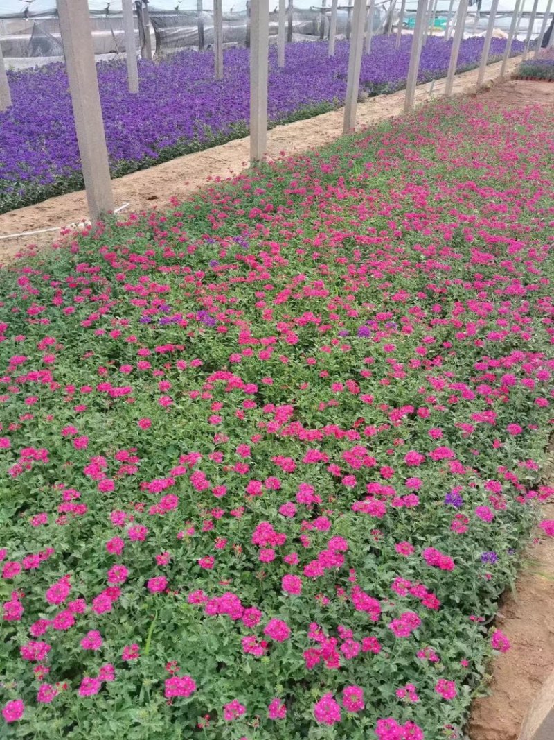 美女樱多年生宿根花卉，蓝色，粉红色两色，花期长
