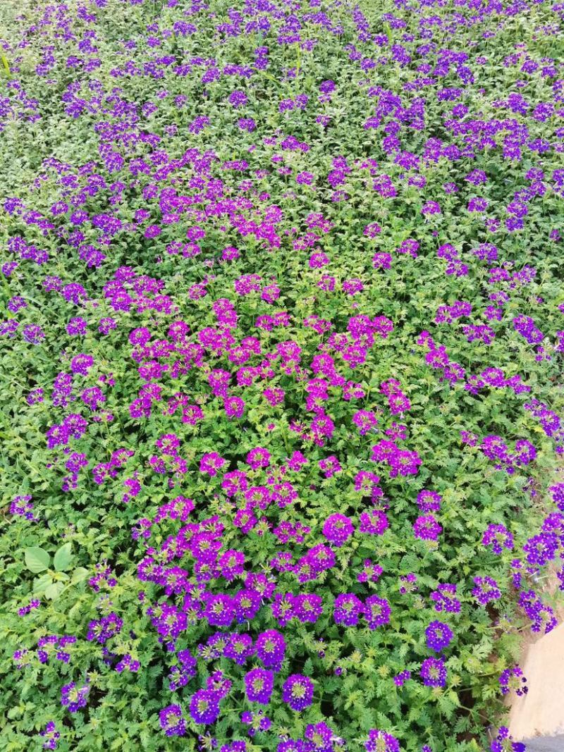 美女樱多年生宿根花卉，蓝色，粉红色两色，花期长