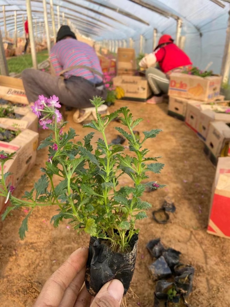 美女樱多年生宿根花卉，蓝色，粉红色两色，花期长