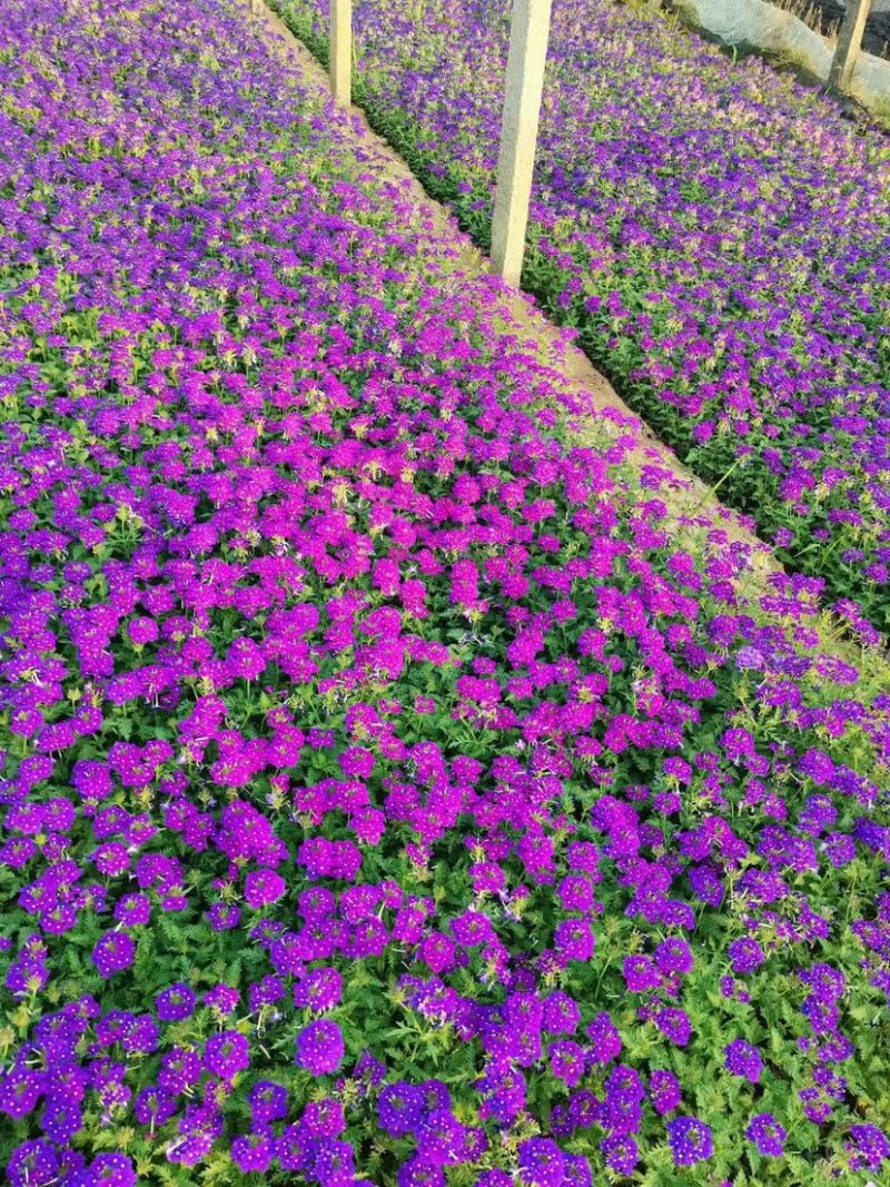 美女樱多年生宿根花卉，蓝色，粉红色两色，花期长