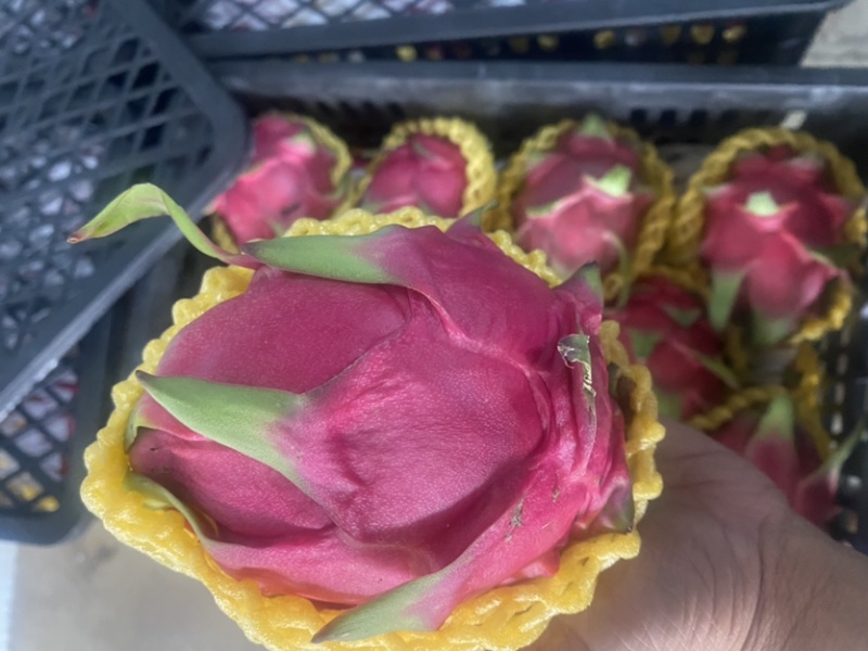 云南红心火龙果