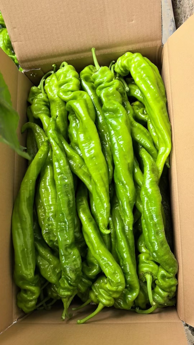 陇椒