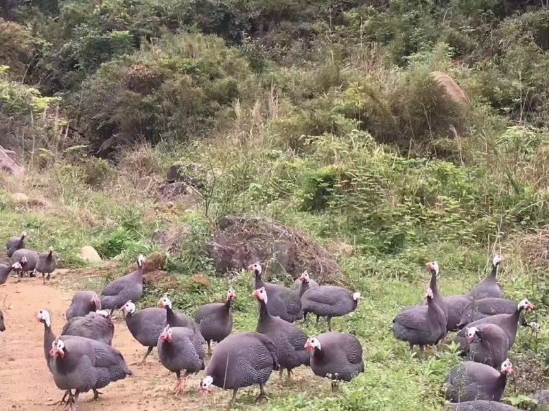 珍珠鸡