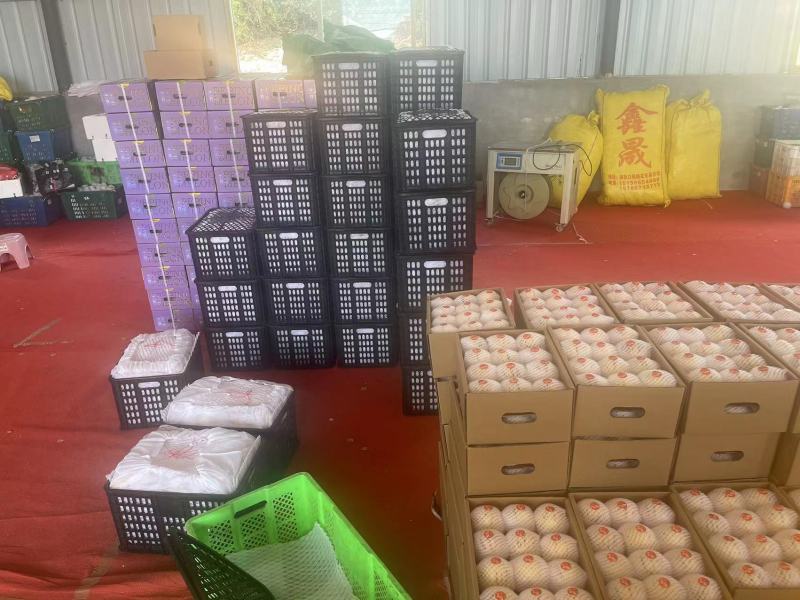 【热销】云南树上熟人参果线上一件代发全国包邮坏果包赔