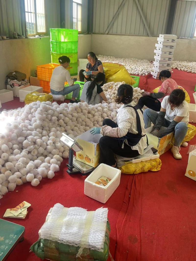 【热销】云南树上熟人参果线上一件代发全国包邮坏果包赔