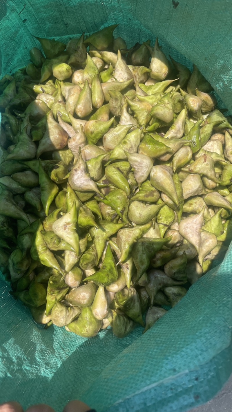 精品菱角，源头直发，量大优惠