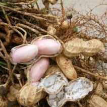 现挖鲜花生，带壳，颗粒饱满，对接各大市场电商超市社区团购