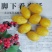 【优质】正宗九制橄榄黄金橄榄糖果蜜饯源头直供实拍产品