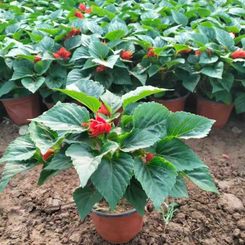 一串红当年生时令草花适合节假日租摆，庭院栽植，花期长