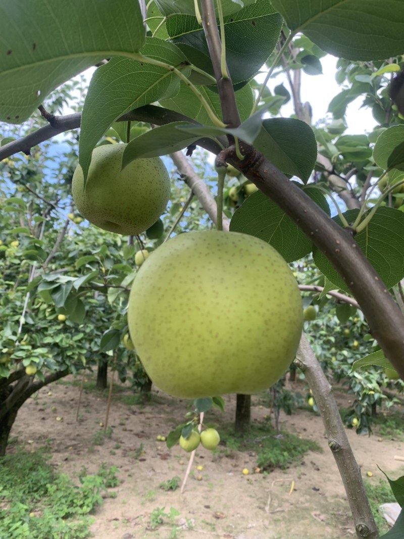 皇冠梨