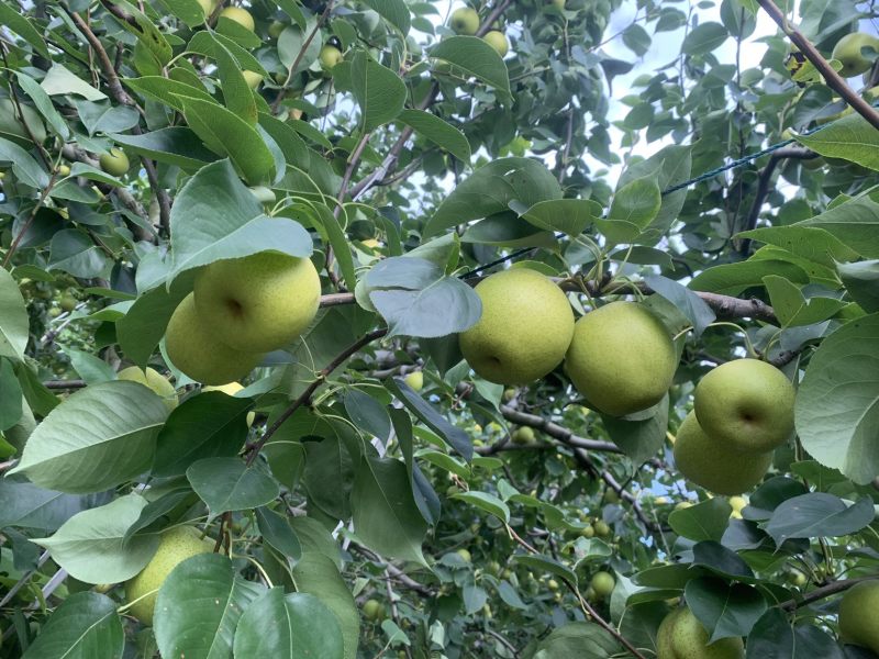 皇冠梨