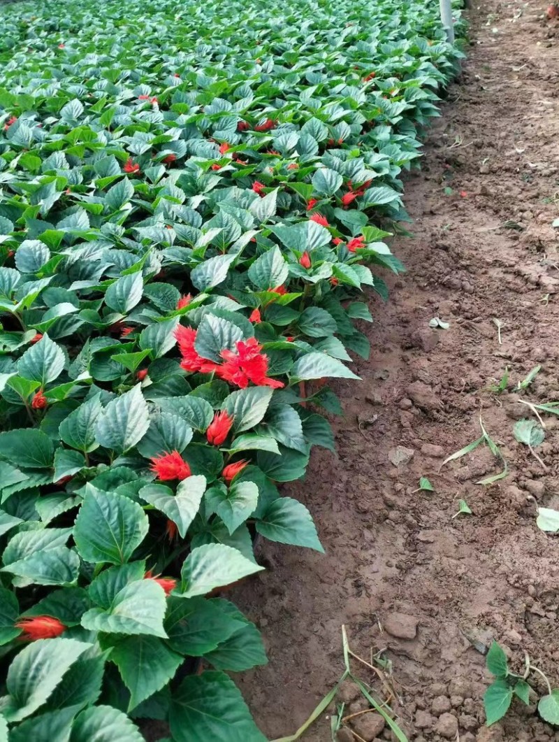 一串红当年生时令草花适合节假日租摆，庭院栽植，花期长