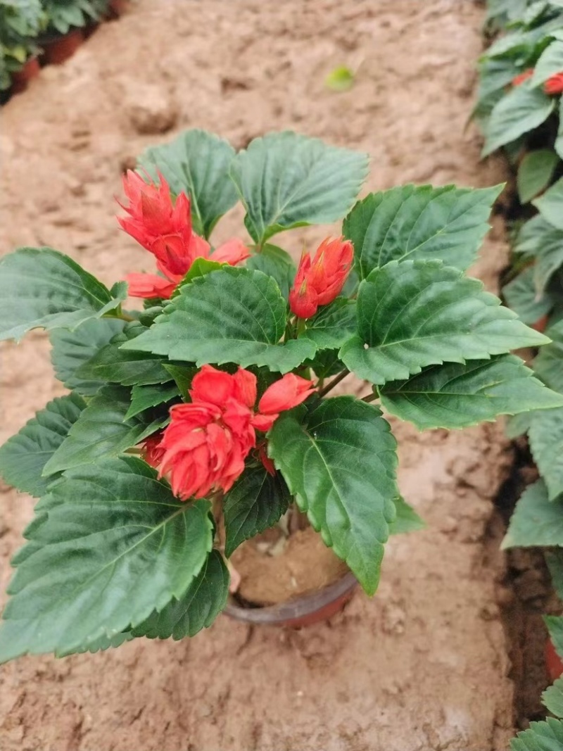 一串红当年生时令草花适合节假日租摆，庭院栽植，花期长