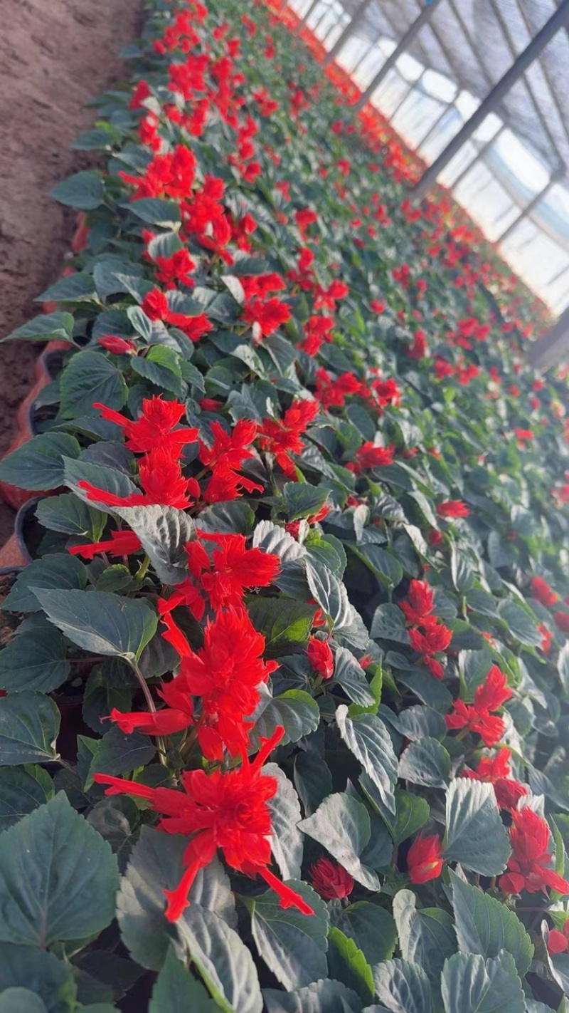 一串红当年生时令草花适合节假日租摆，庭院栽植，花期长