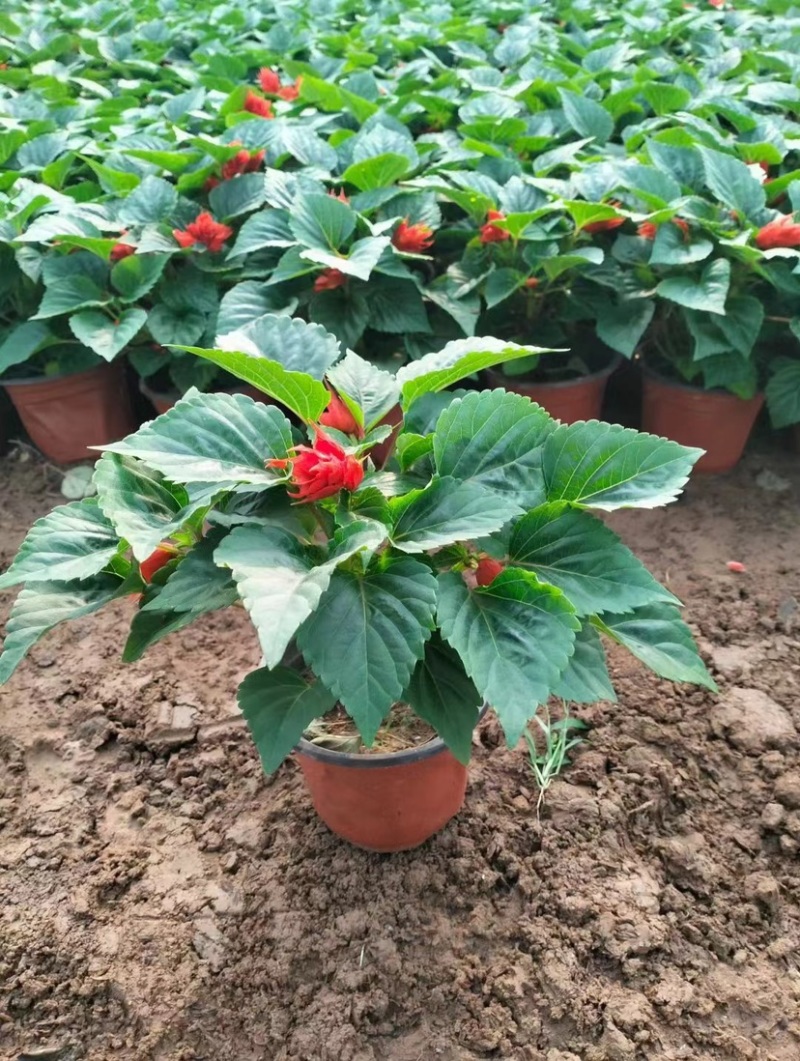 一串红当年生时令草花适合节假日租摆，庭院栽植，花期长