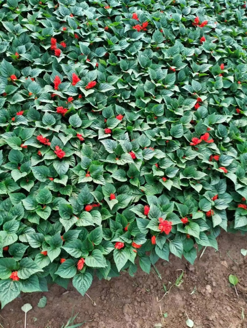 一串红当年生时令草花适合节假日租摆，庭院栽植，花期长