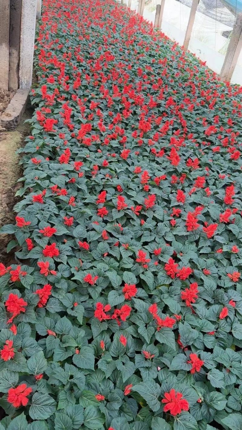 一串红当年生时令草花适合节假日租摆，庭院栽植，花期长