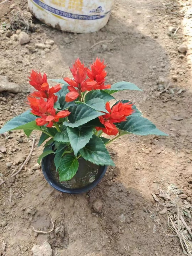 一串红当年生时令草花适合节假日租摆，庭院栽植，花期长
