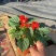一串红当年生时令草花适合节假日租摆，庭院栽植，花期长