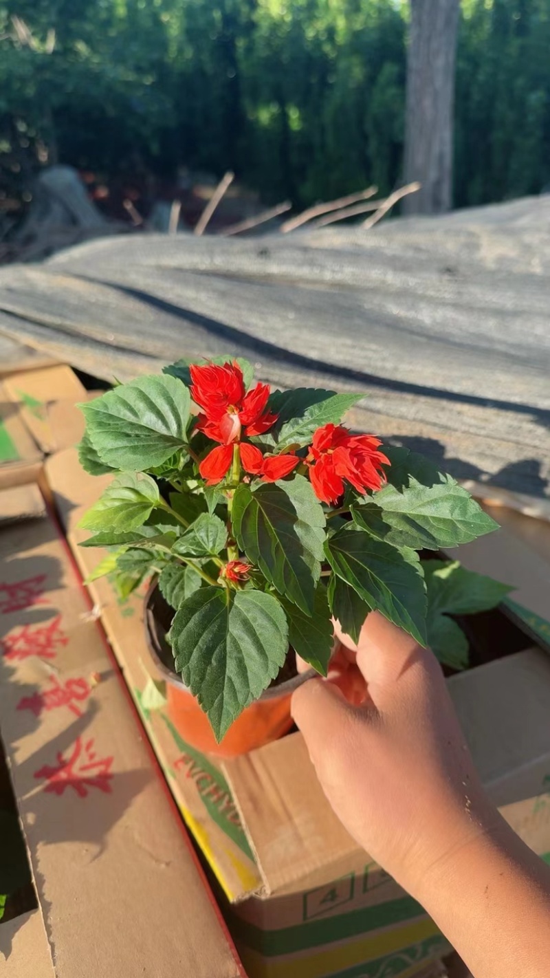 一串红当年生时令草花适合节假日租摆，庭院栽植，花期长