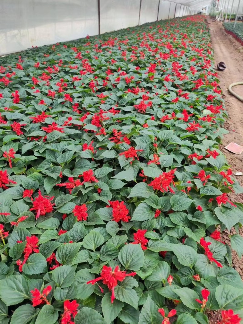 一串红当年生时令草花适合节假日租摆，庭院栽植，花期长