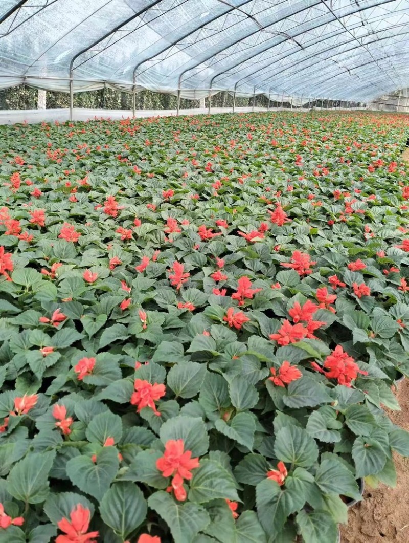 一串红当年生时令草花适合节假日租摆，庭院栽植，花期长