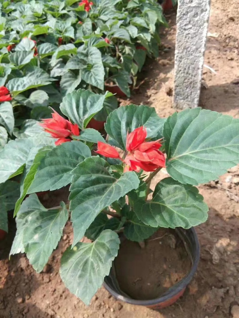 一串红当年生时令草花适合节假日租摆，庭院栽植，花期长