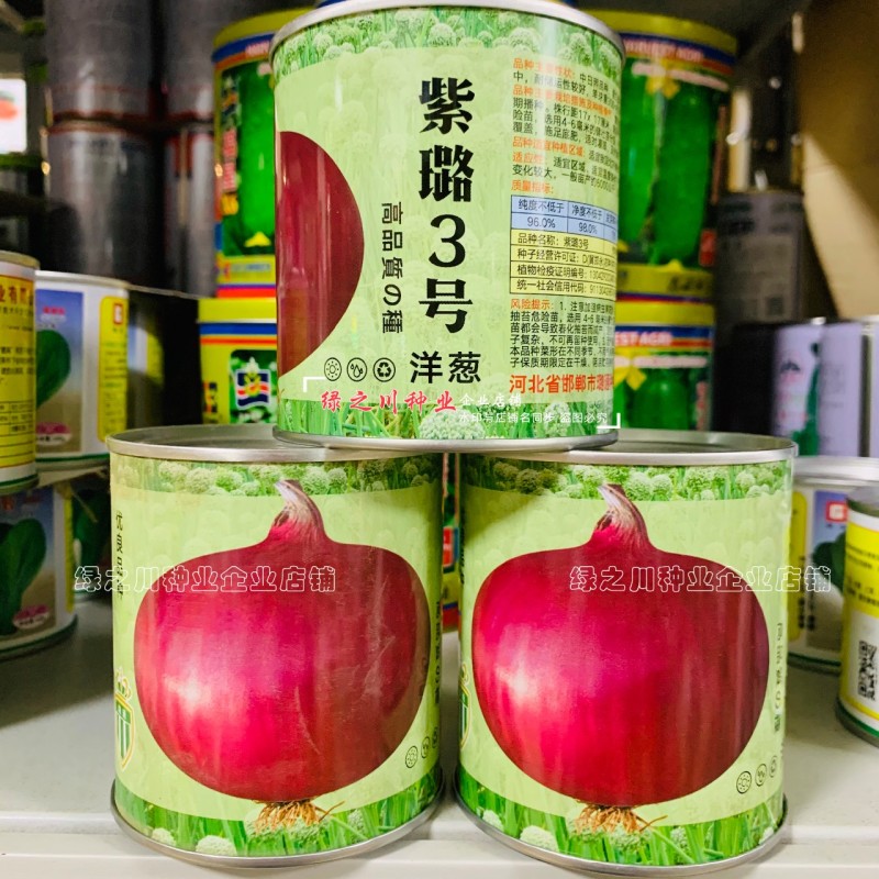 紫璐3号洋葱种子秋季紫红皮洋葱种籽甜脆微辣型高扁圆球形