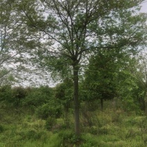 【朴树】规格齐全价格优惠全国发货基地一手货源《丛生朴树》