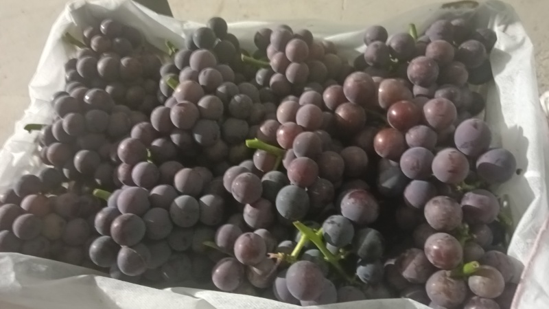 巨峰葡萄紧串纯甜不带酸，处理自然串硬枝无核都有货硬枝密串