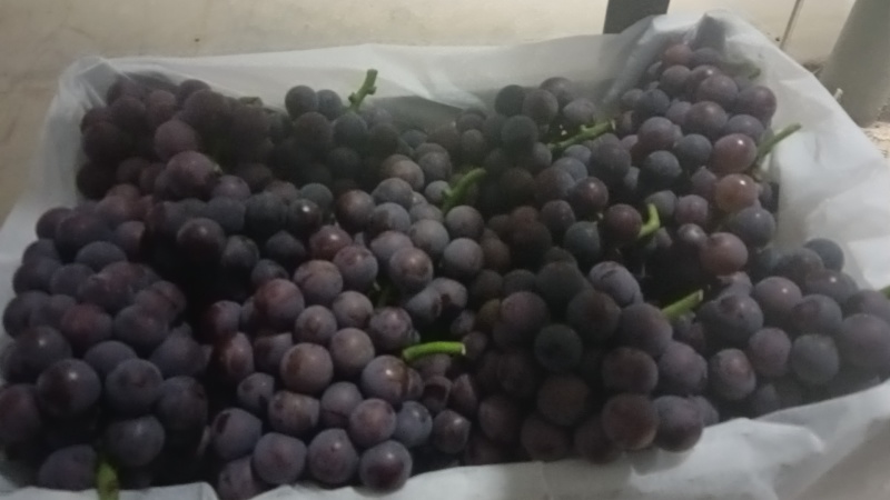 巨峰葡萄紧串纯甜不带酸，处理自然串硬枝无核都有货硬枝密串