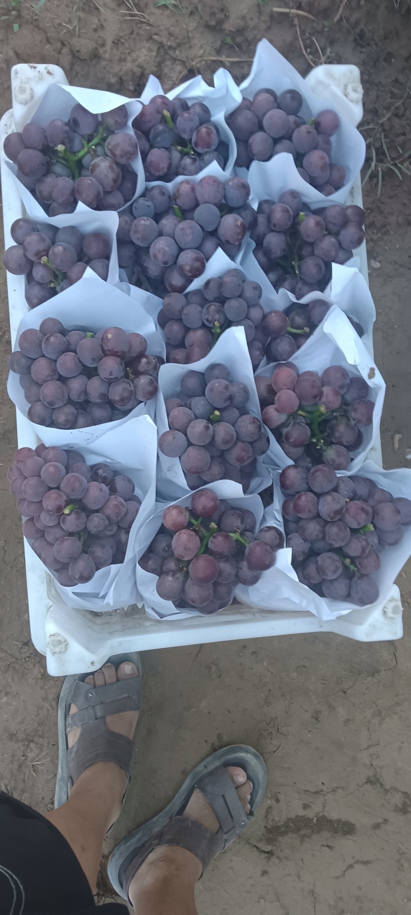 巨峰葡萄紧串纯甜不带酸，处理自然串硬枝无核都有货硬枝密串
