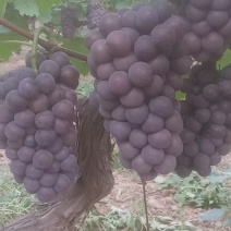 巨峰葡萄紧串纯甜不带酸，处理自然串硬枝无核都有货硬枝密串