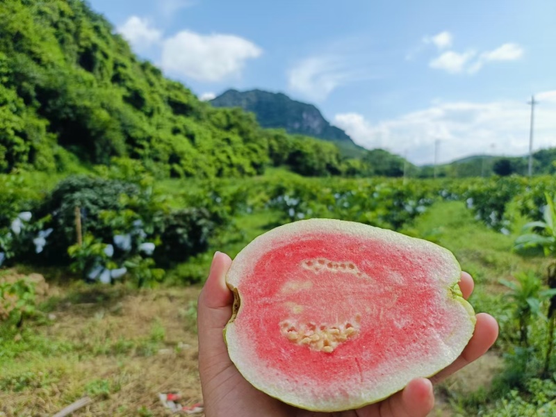 红心芭乐番石榴工厂果现已大量上市，需要的请抓紧时间联！