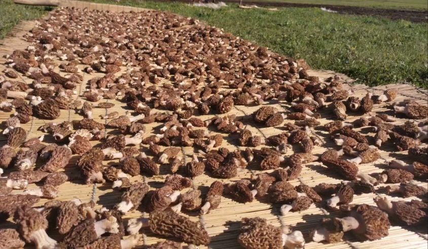 展示羊肚菌与竹荪的实物对比,左侧为黑脉羊肚菌,右侧为长裙竹荪 羊肚菌与竹荪对比图