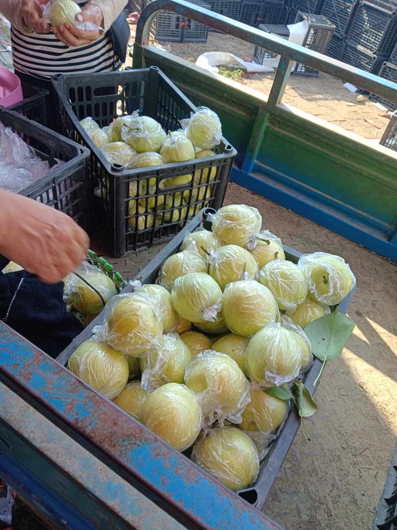 皇冠梨